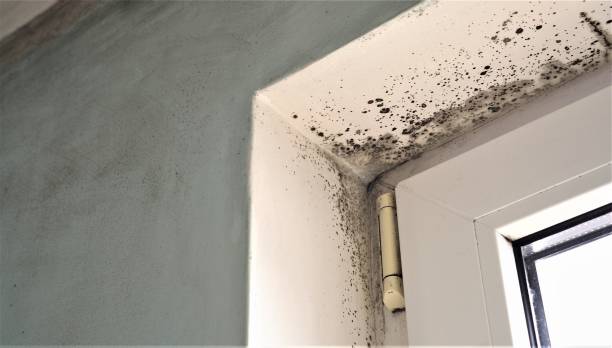 Best HVAC Mold Inspection and Cleaning  in Williams, CA