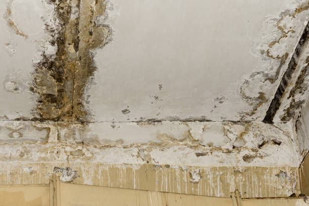 Best Flood Damage  in Williams, CA