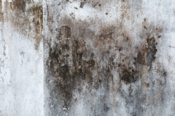 Best Asbestos and Lead Testing During Mold Inspection  in Williams, CA