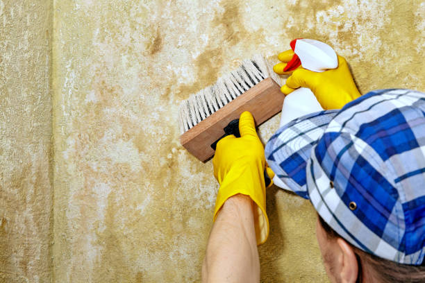 Best Emergency Mold Remediation  in Williams, CA