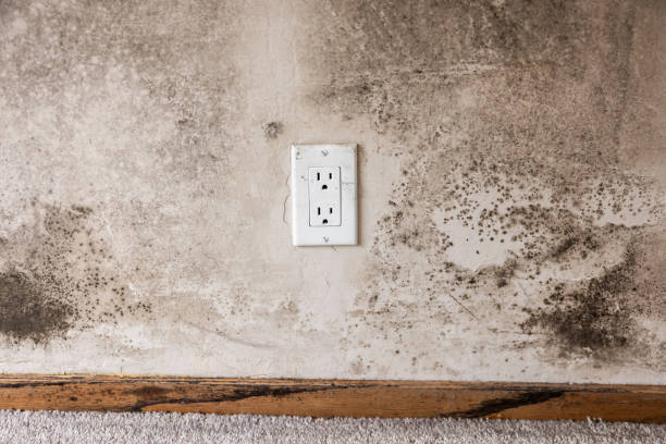Best Dehumidification Services  in Williams, CA