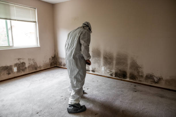 Best Post-Construction Mold Inspection  in Williams, CA
