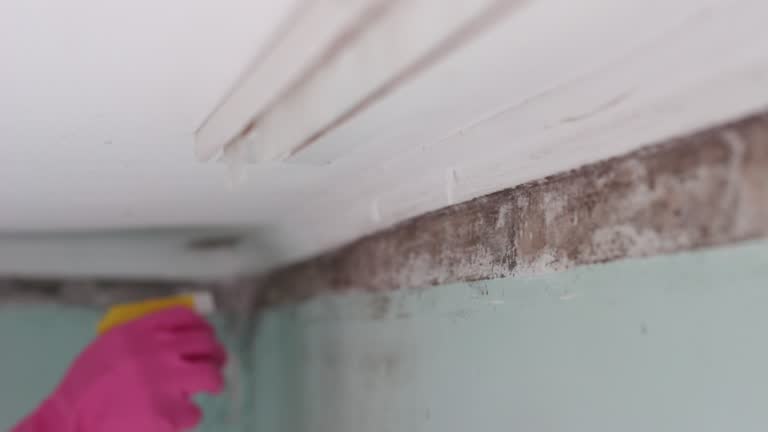 Williams, CA Mold Removal Company